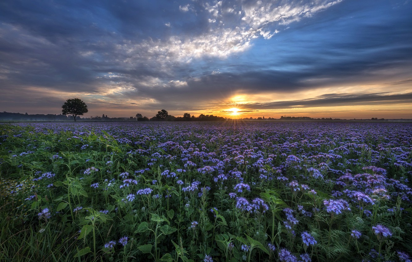 Sunset Flowers Wallpapers