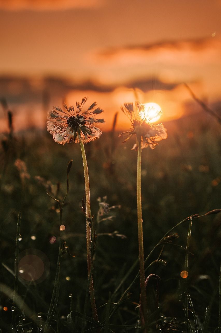 Sunset Flowers Wallpapers