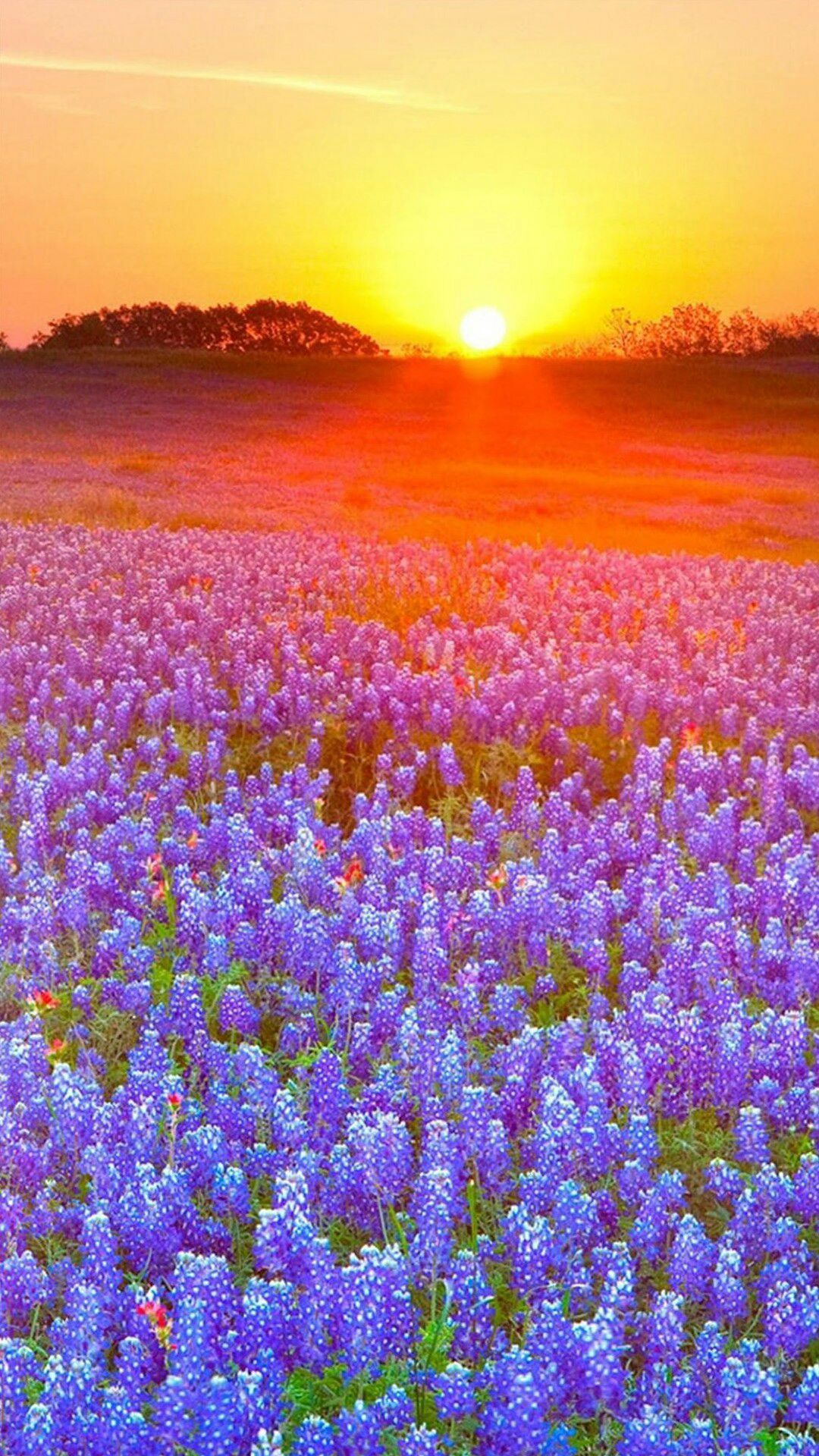 Sunset Flowers Wallpapers