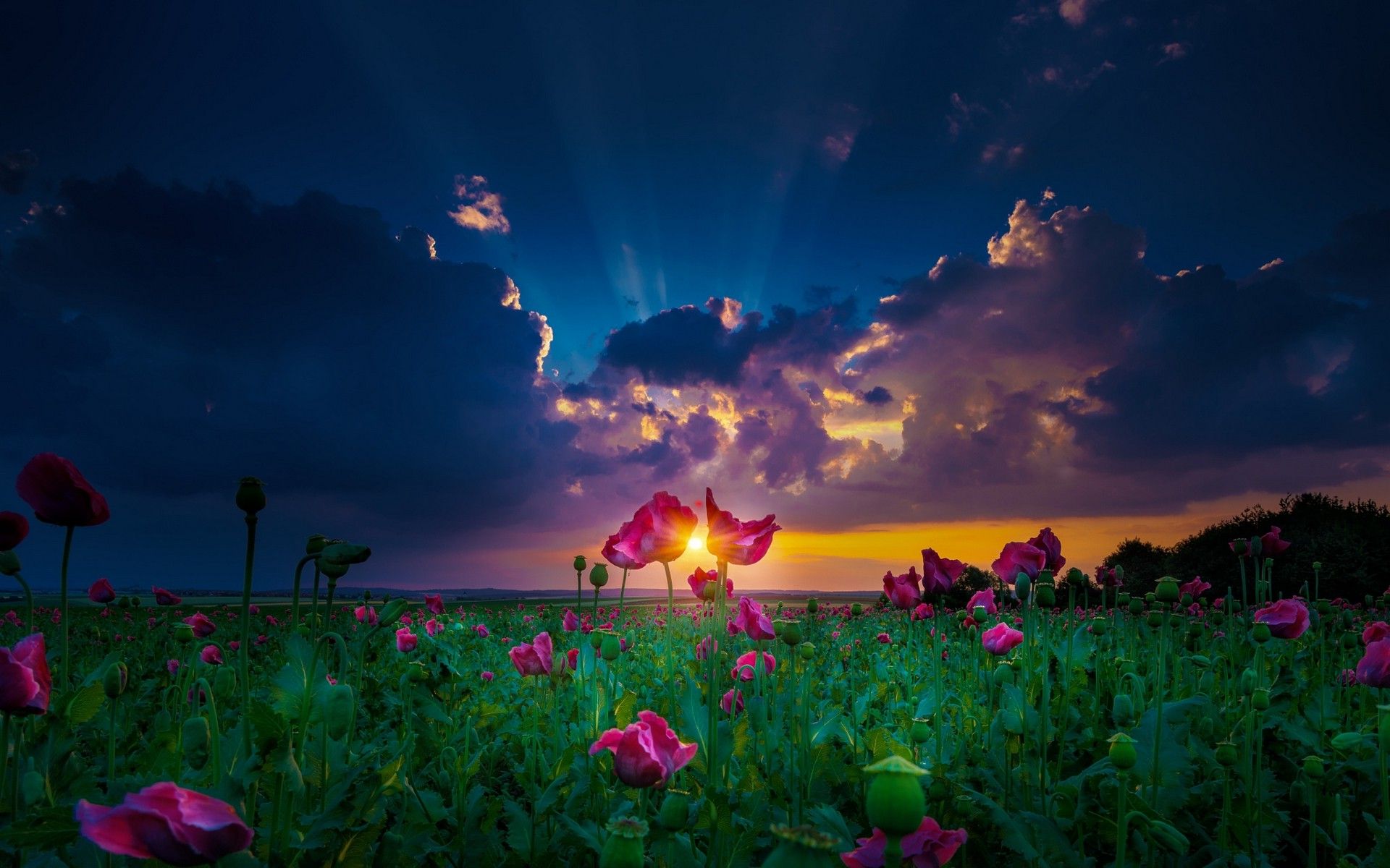 Sunset Flowers Wallpapers