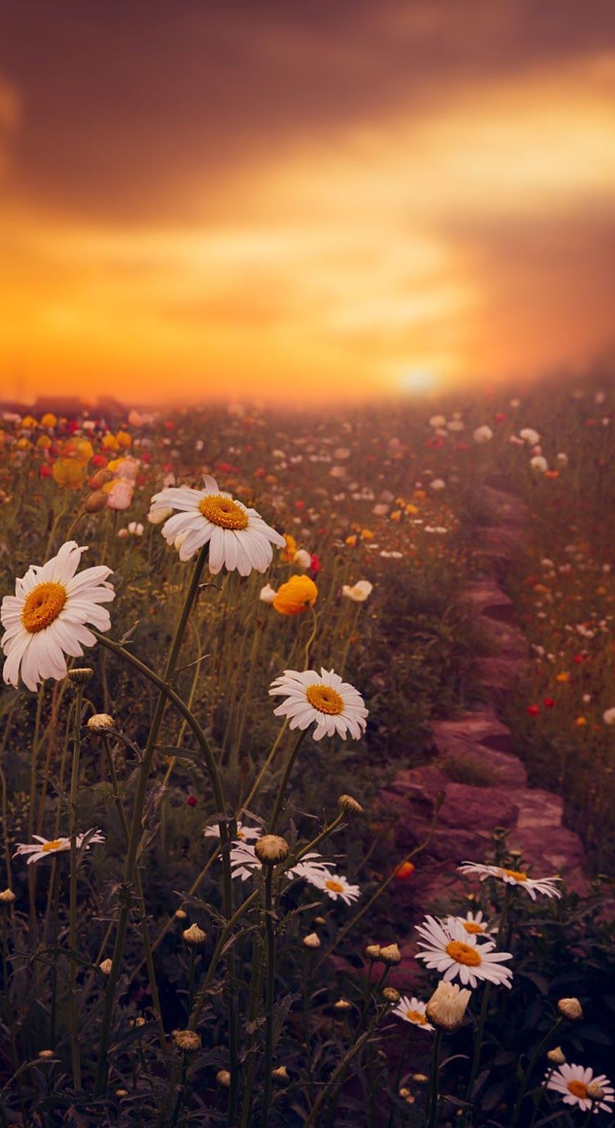 Sunset Flowers Wallpapers