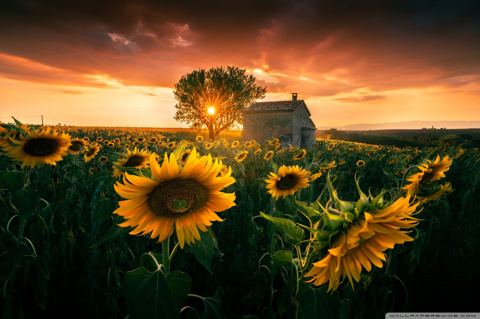 Sunset Flowers Wallpapers