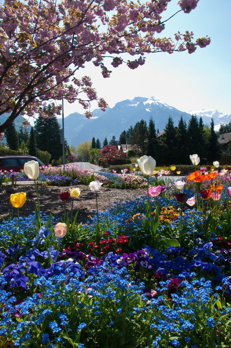 Switzerland Flower Garden Wallpapers