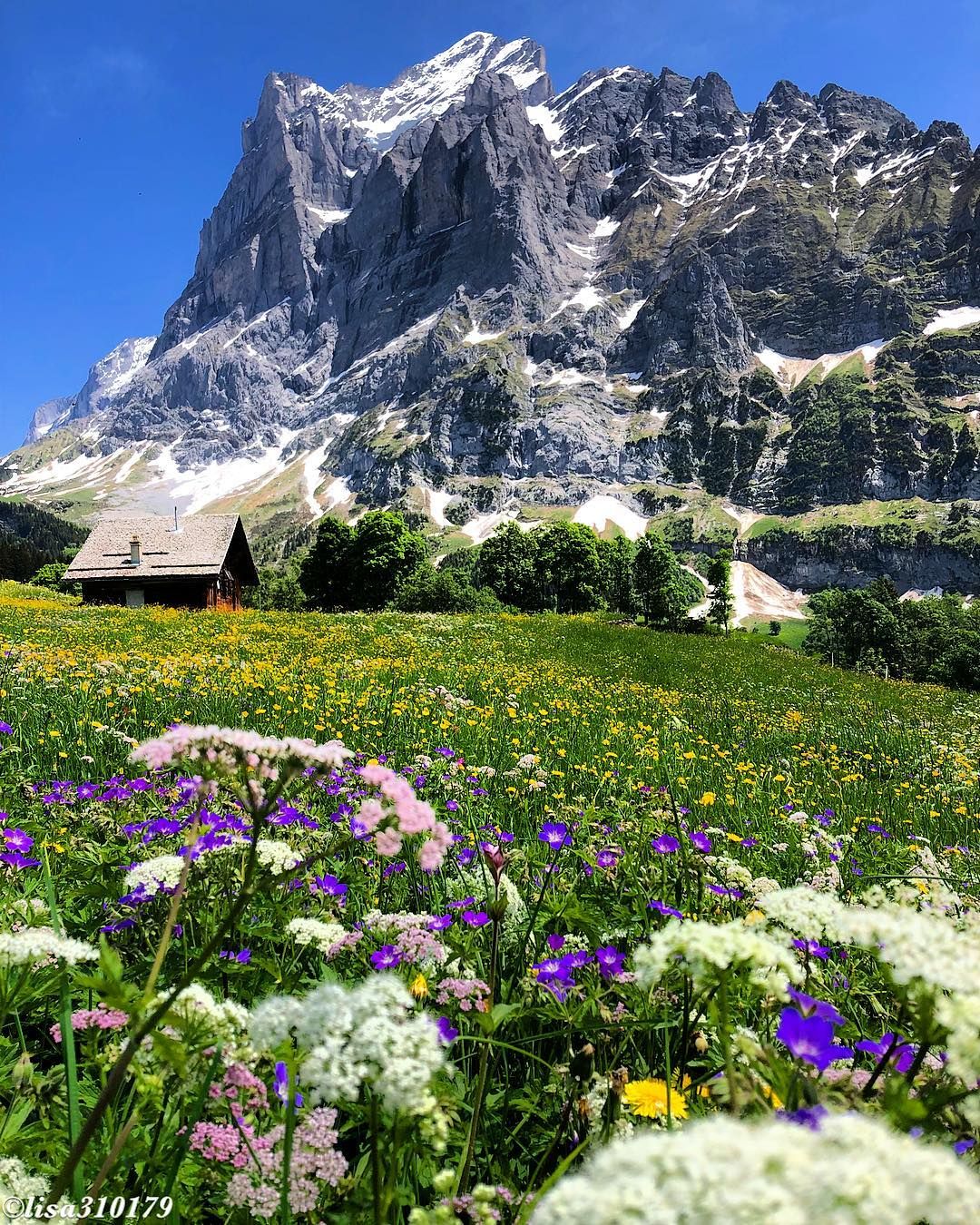 Switzerland Flower Garden Wallpapers