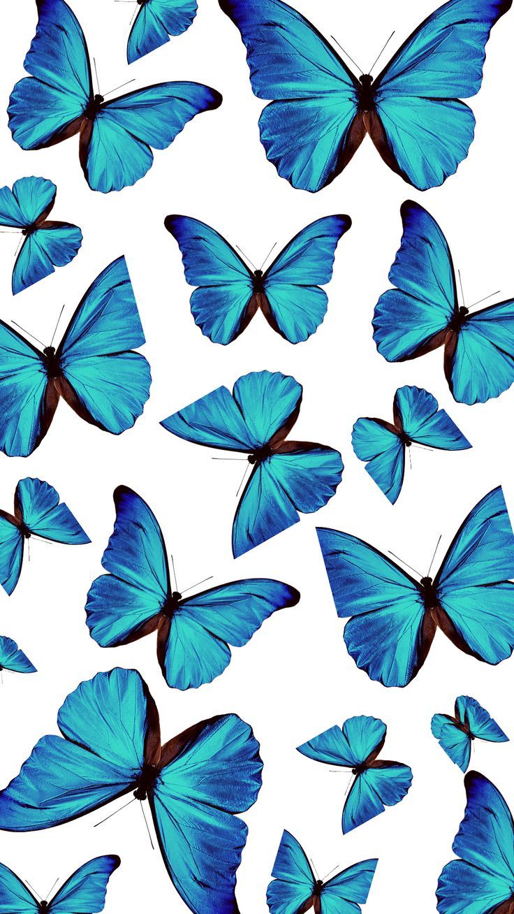 Teal Butterfly Wallpapers