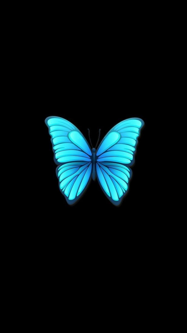 Teal Butterfly Wallpapers