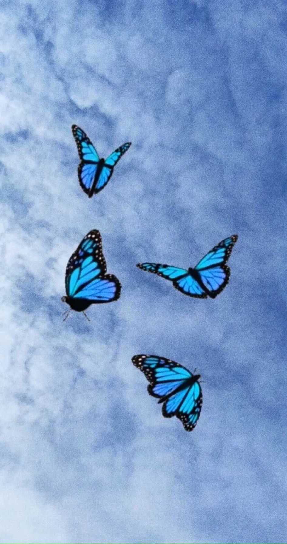 Teal Butterfly Wallpapers