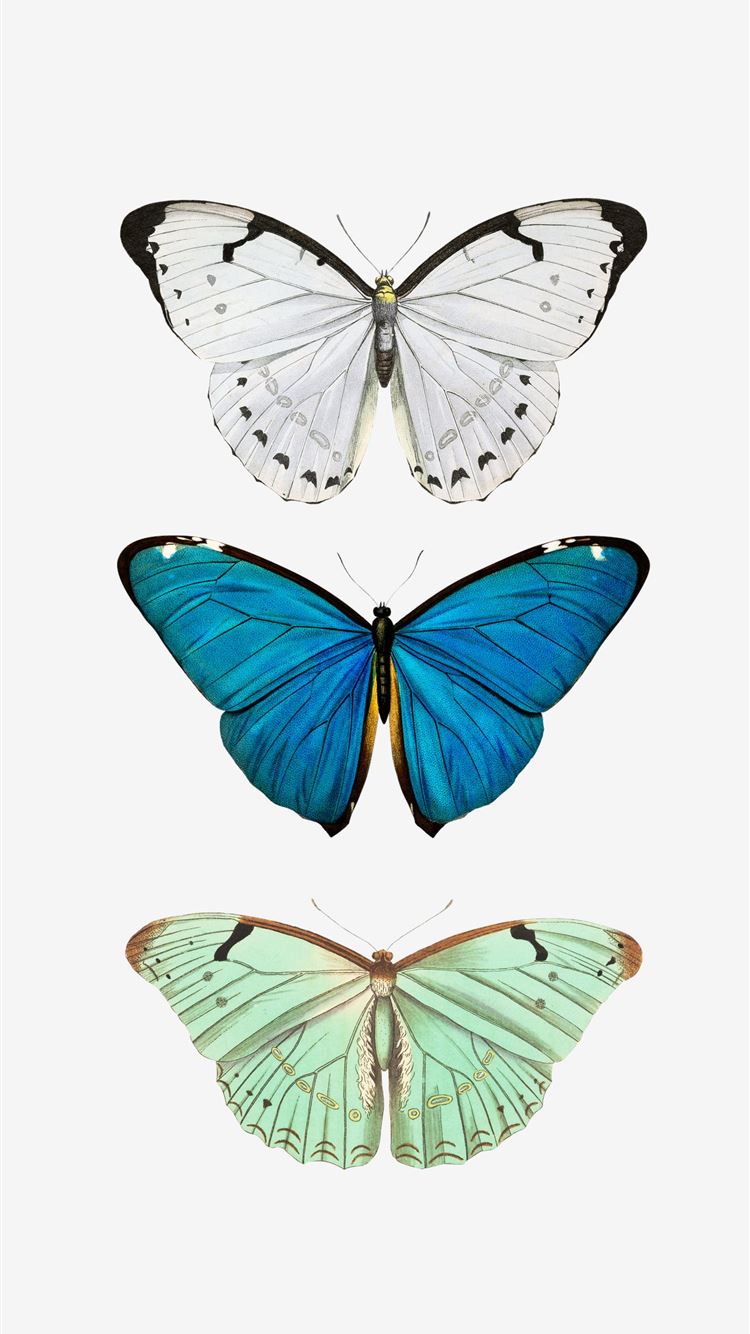 Teal Butterfly Wallpapers