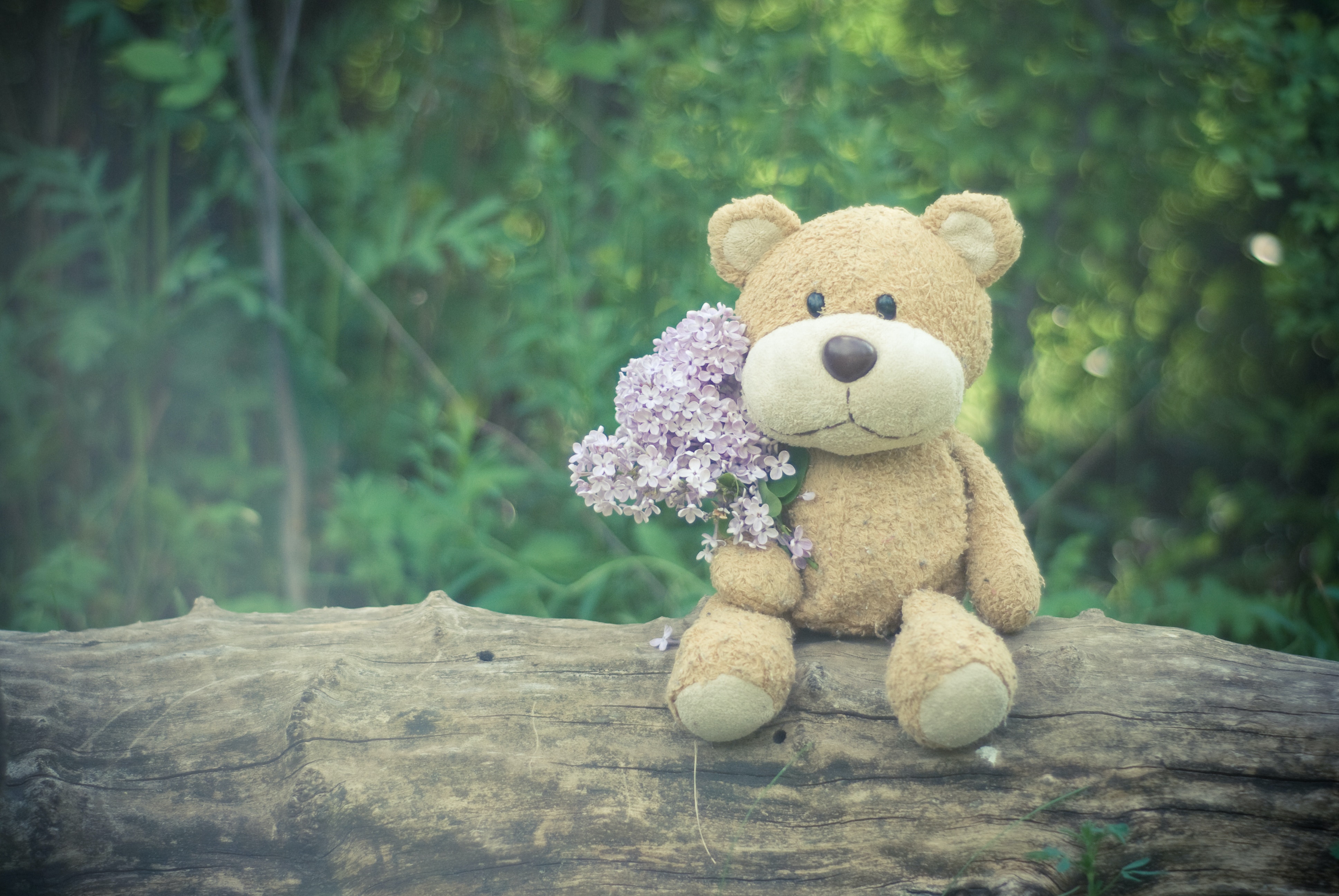 Teddy Bear Wallpapers