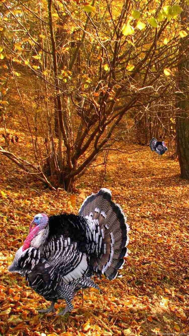Thanksgiving Turkey Iphone Wallpapers