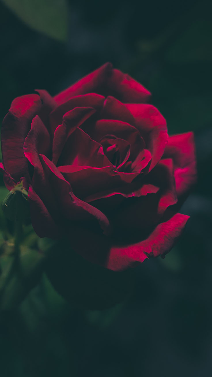 The Rose Wallpapers