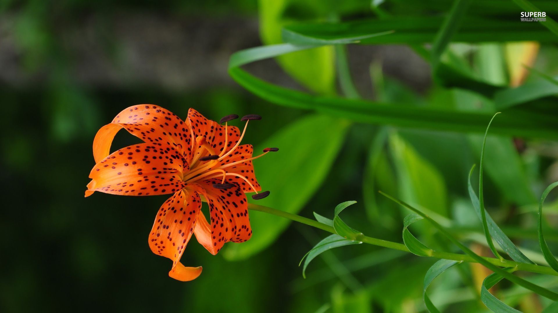 Tiger Lily Wallpapers