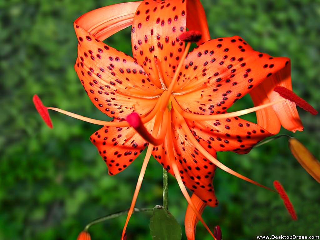 Tiger Lily Wallpapers