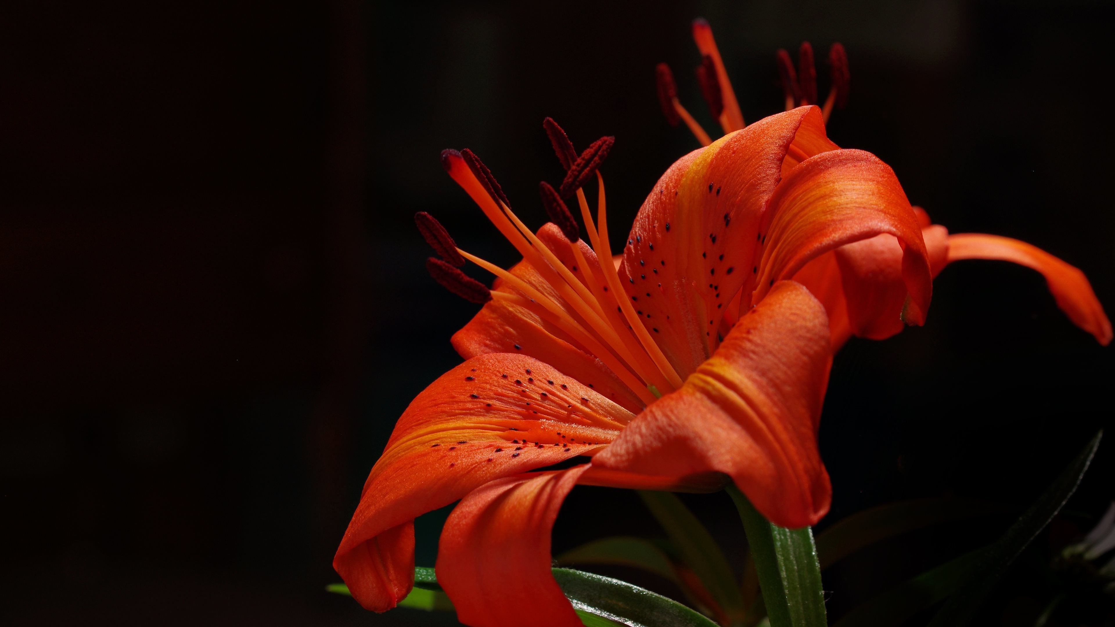 Tiger Lily Wallpapers