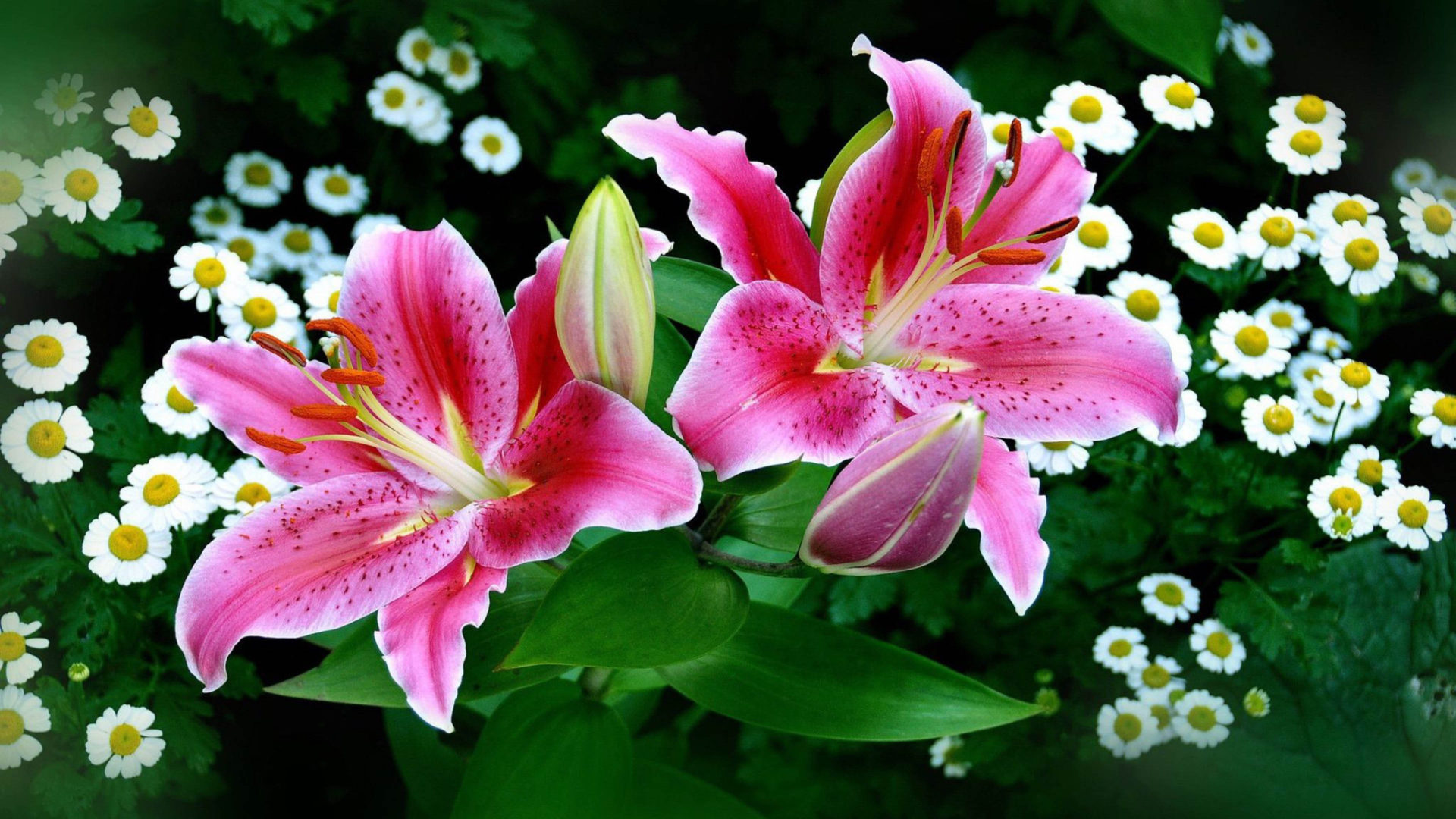 Tiger Lily Wallpapers