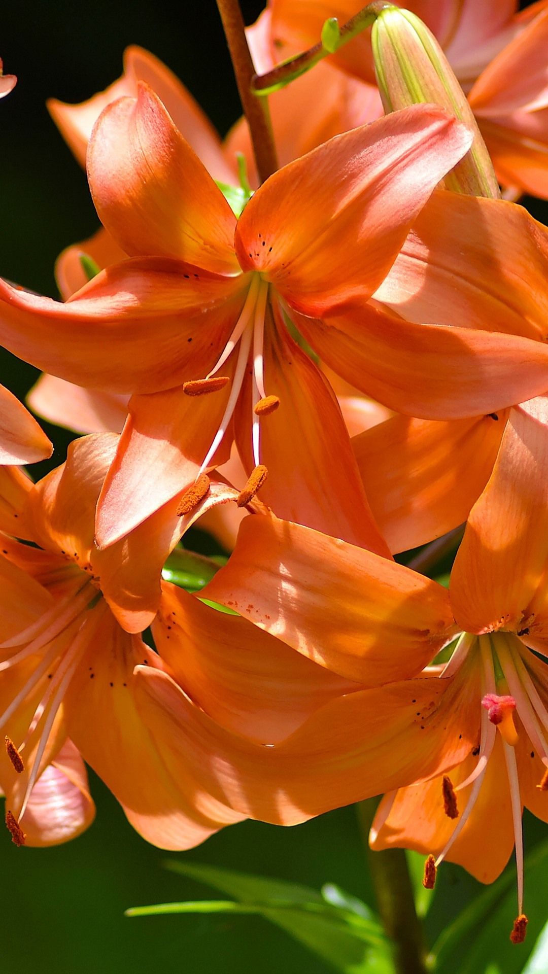 Tiger Lily Wallpapers