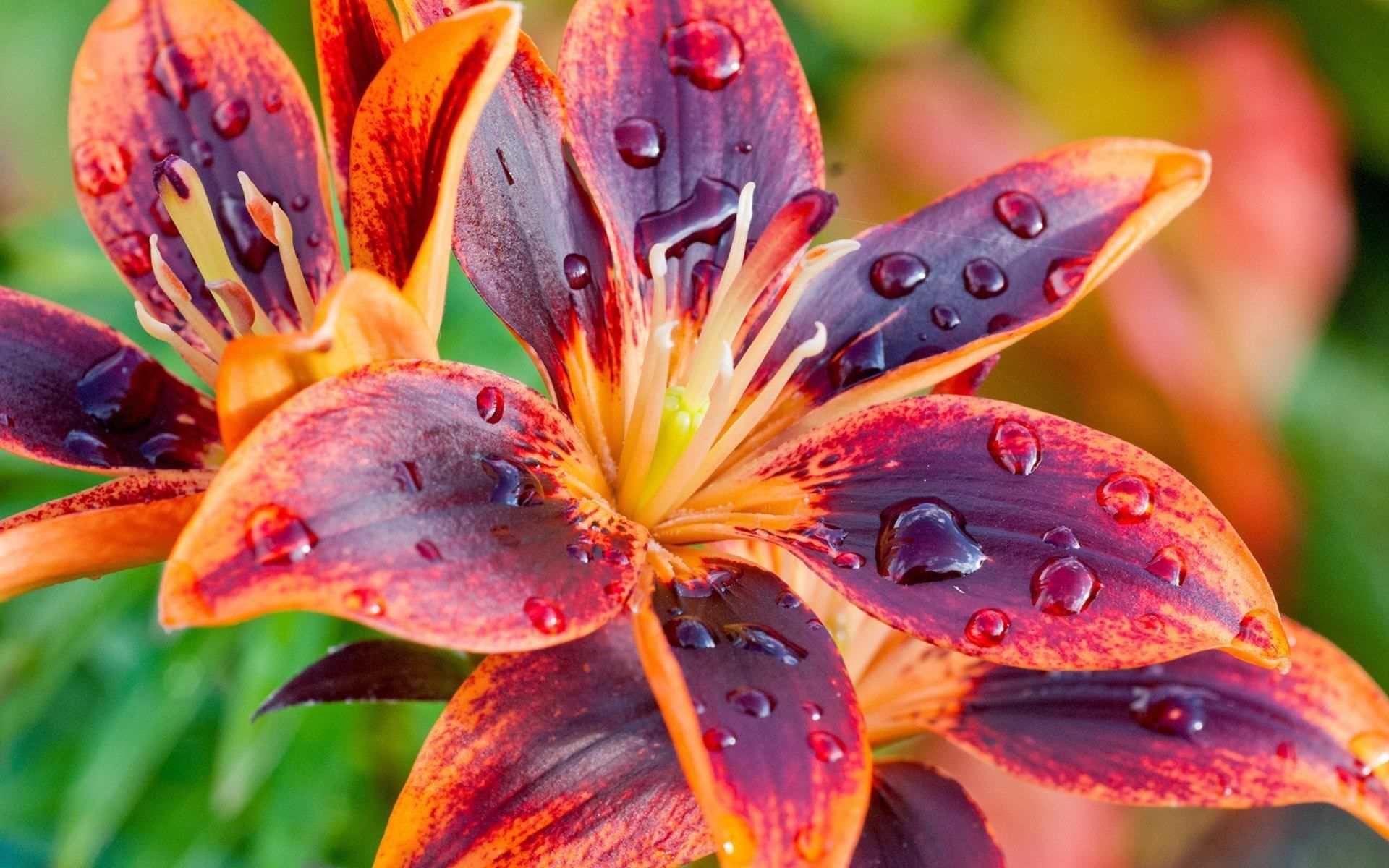 Tiger Lily Wallpapers