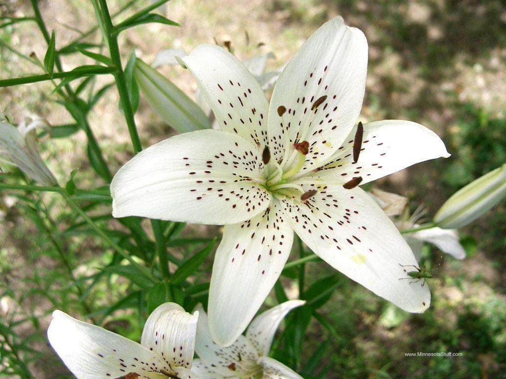 Tiger Lily Wallpapers