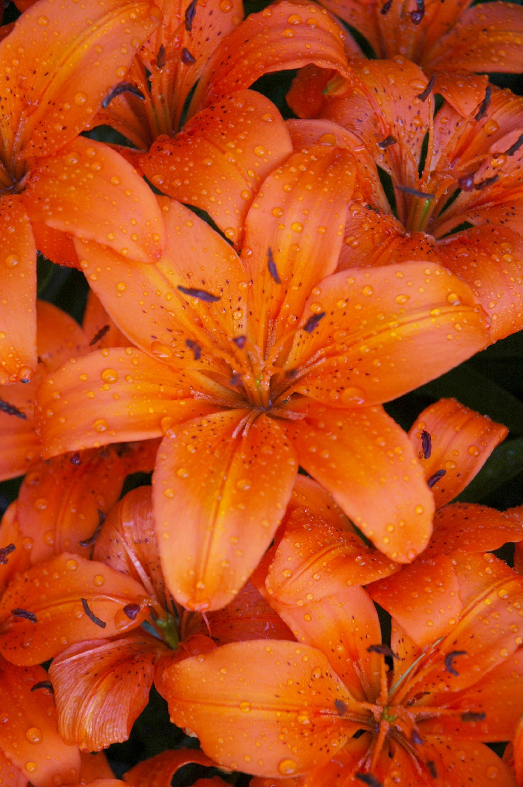 Tiger Lily Wallpapers