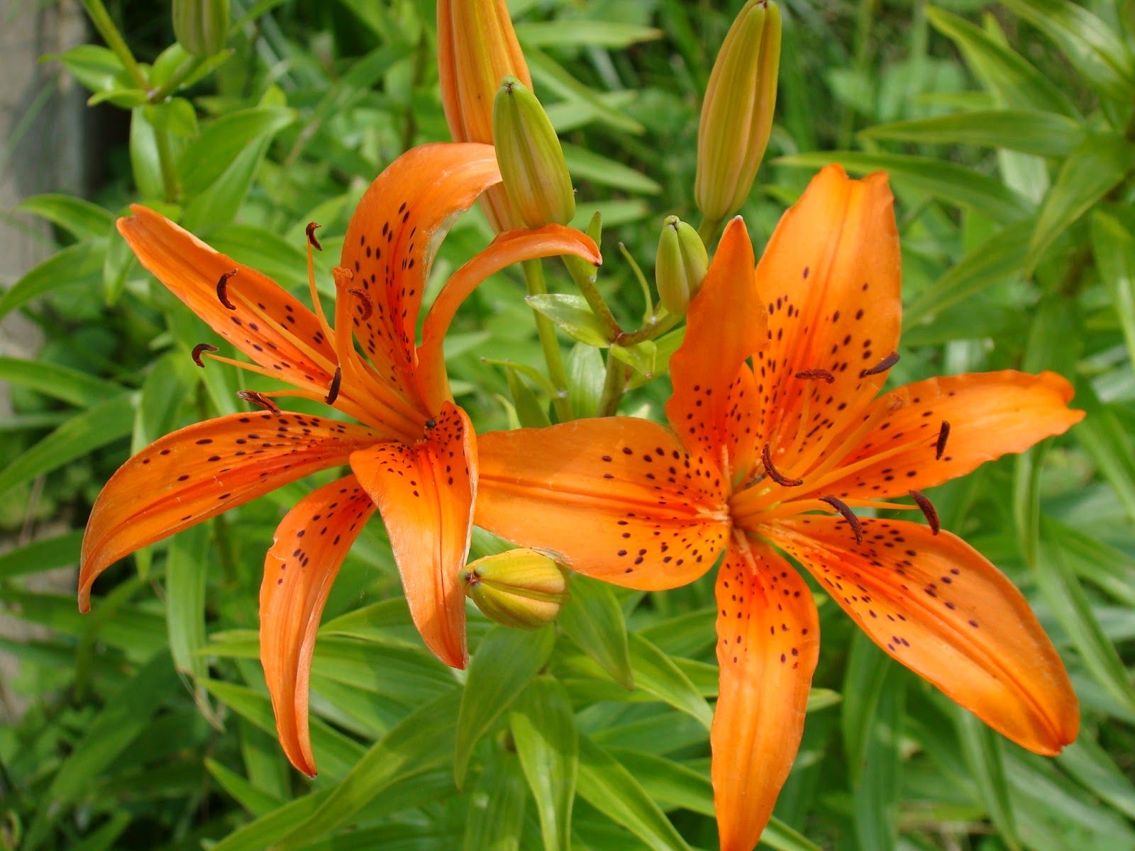 Tiger Lily Wallpapers