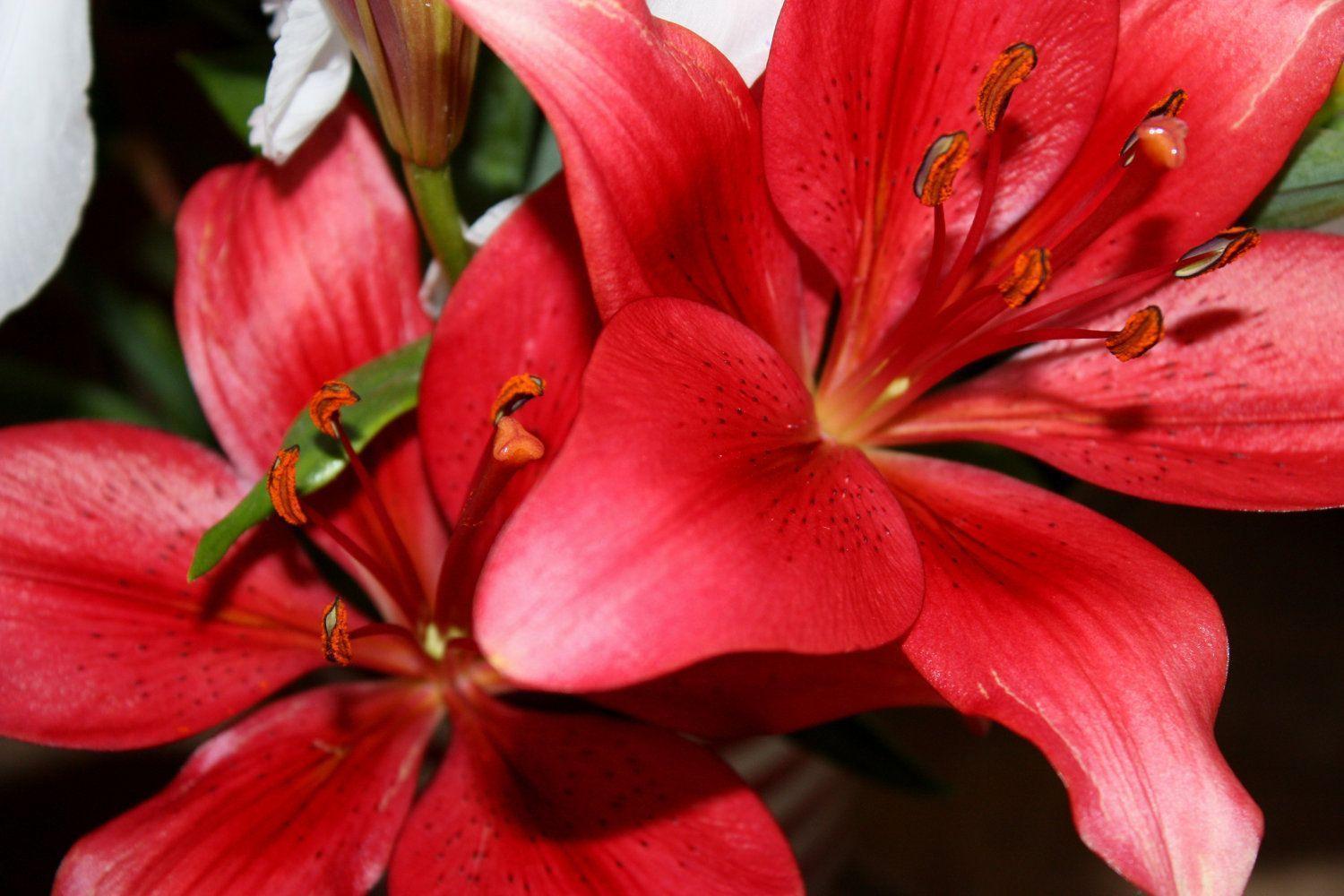 Tiger Lily Wallpapers