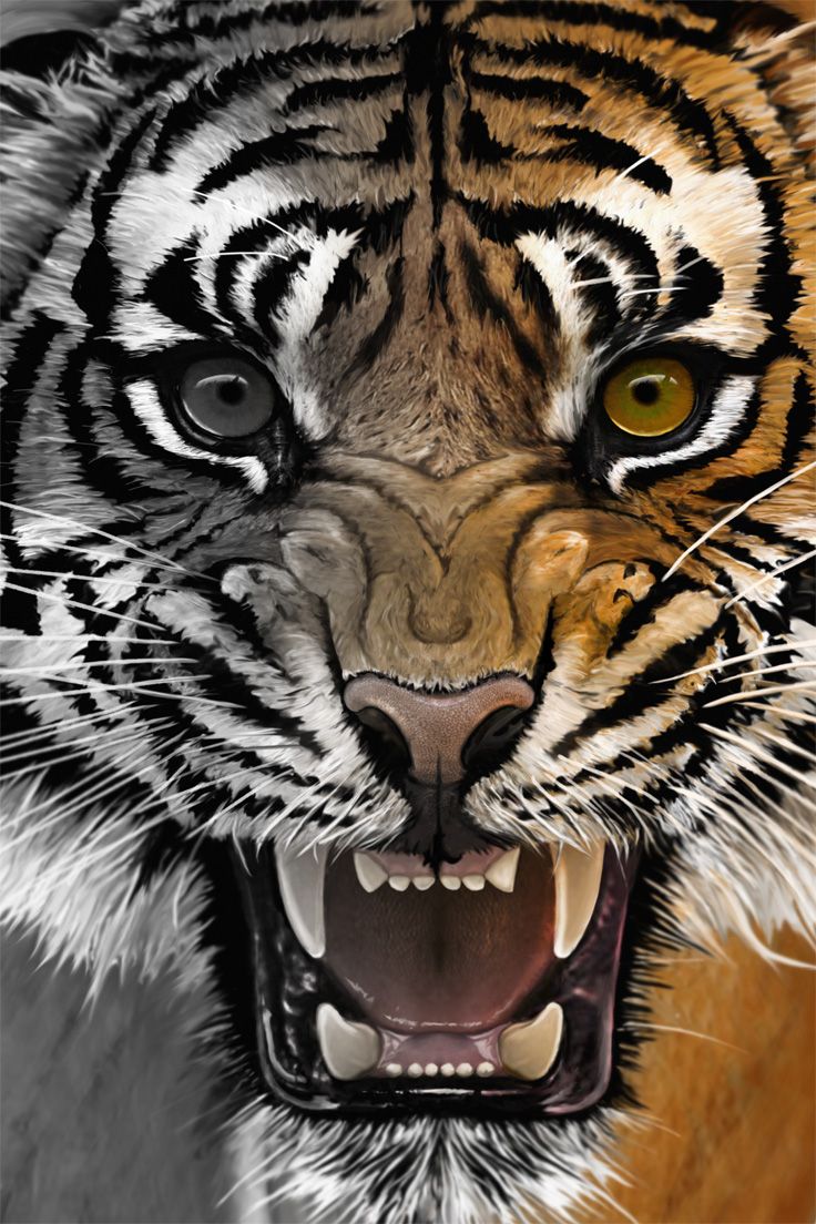 Tiger Roaring Wallpapers