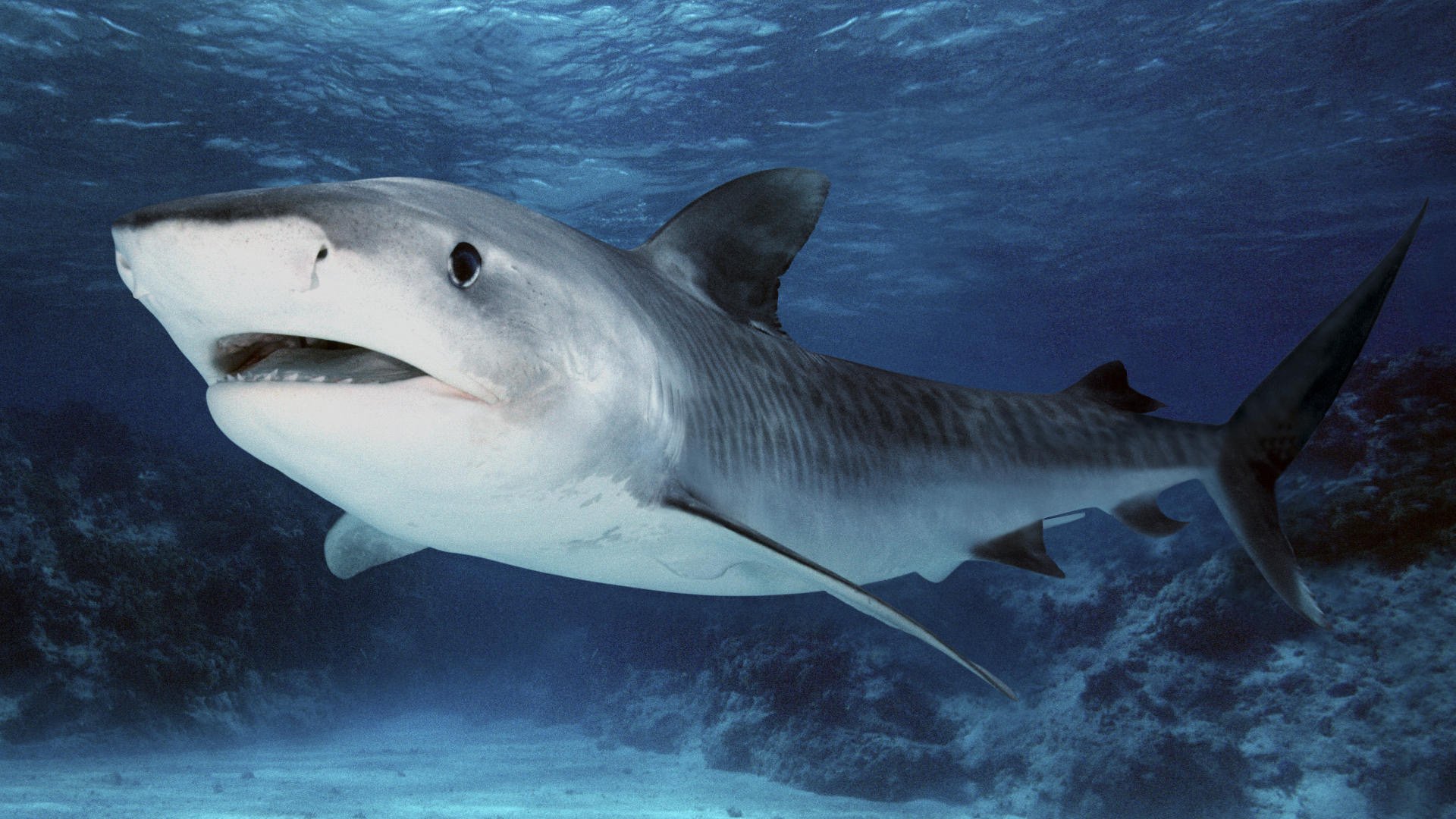 Tiger Shark Wallpapers