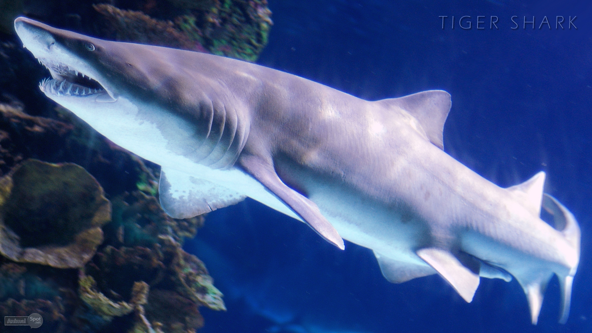 Tiger Shark Wallpapers