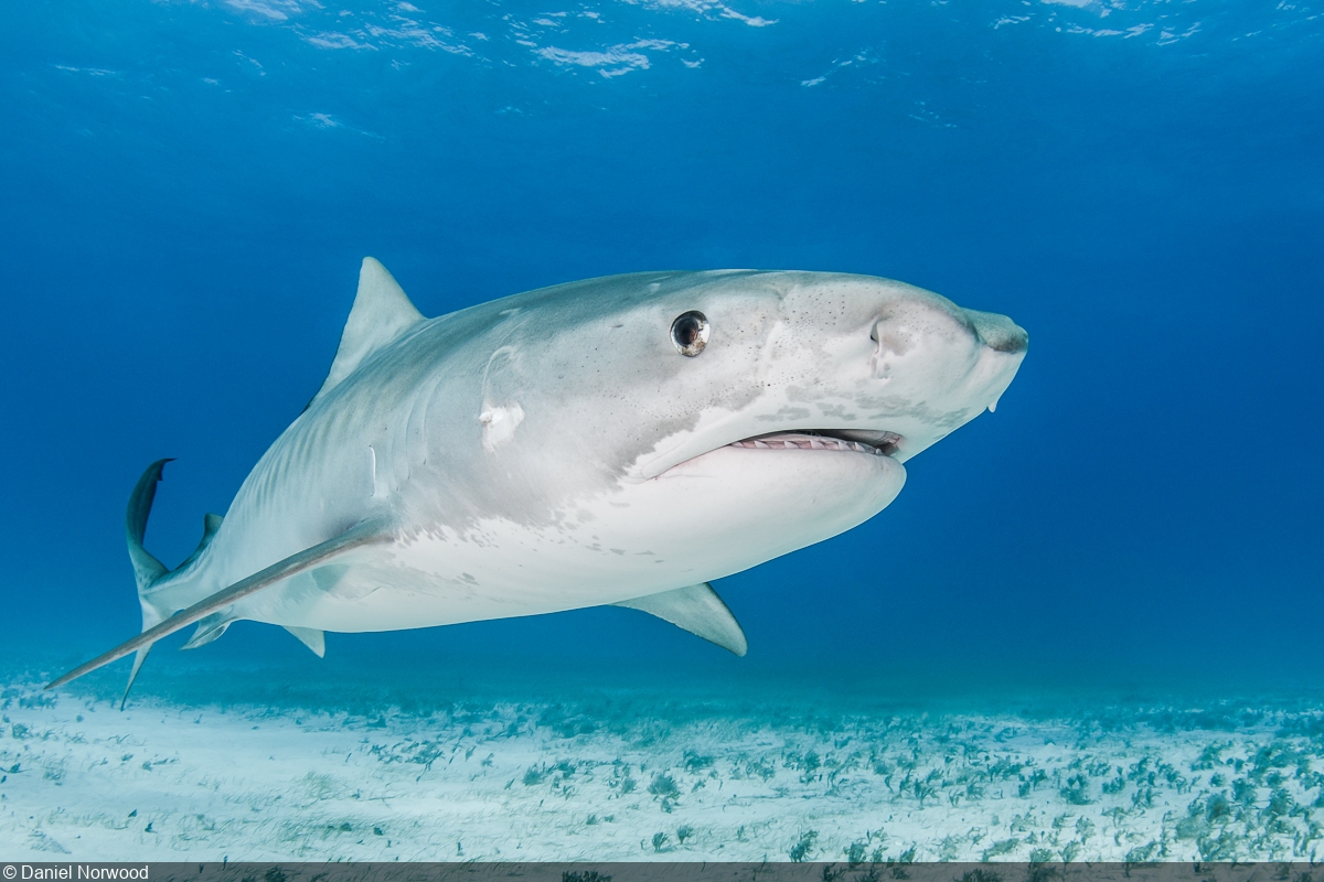 Tiger Shark Wallpapers