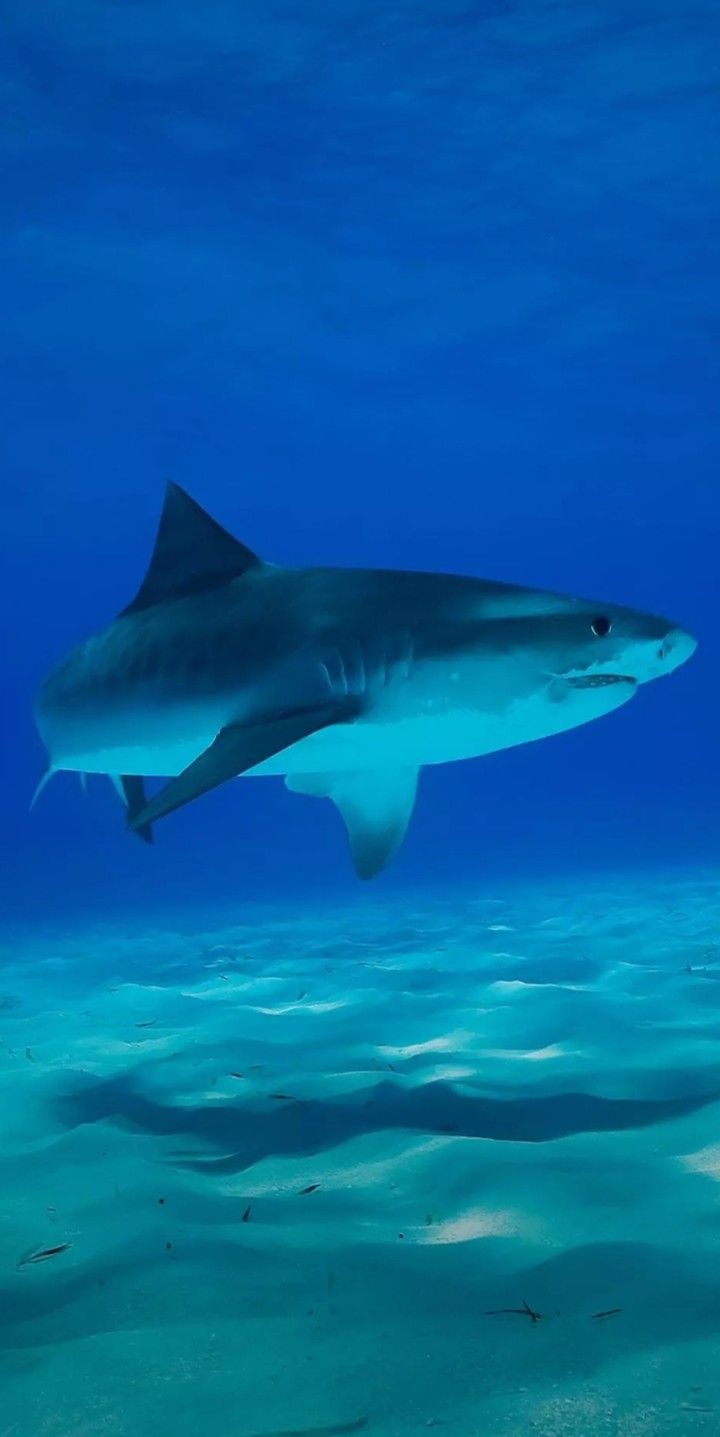 Tiger Shark Wallpapers