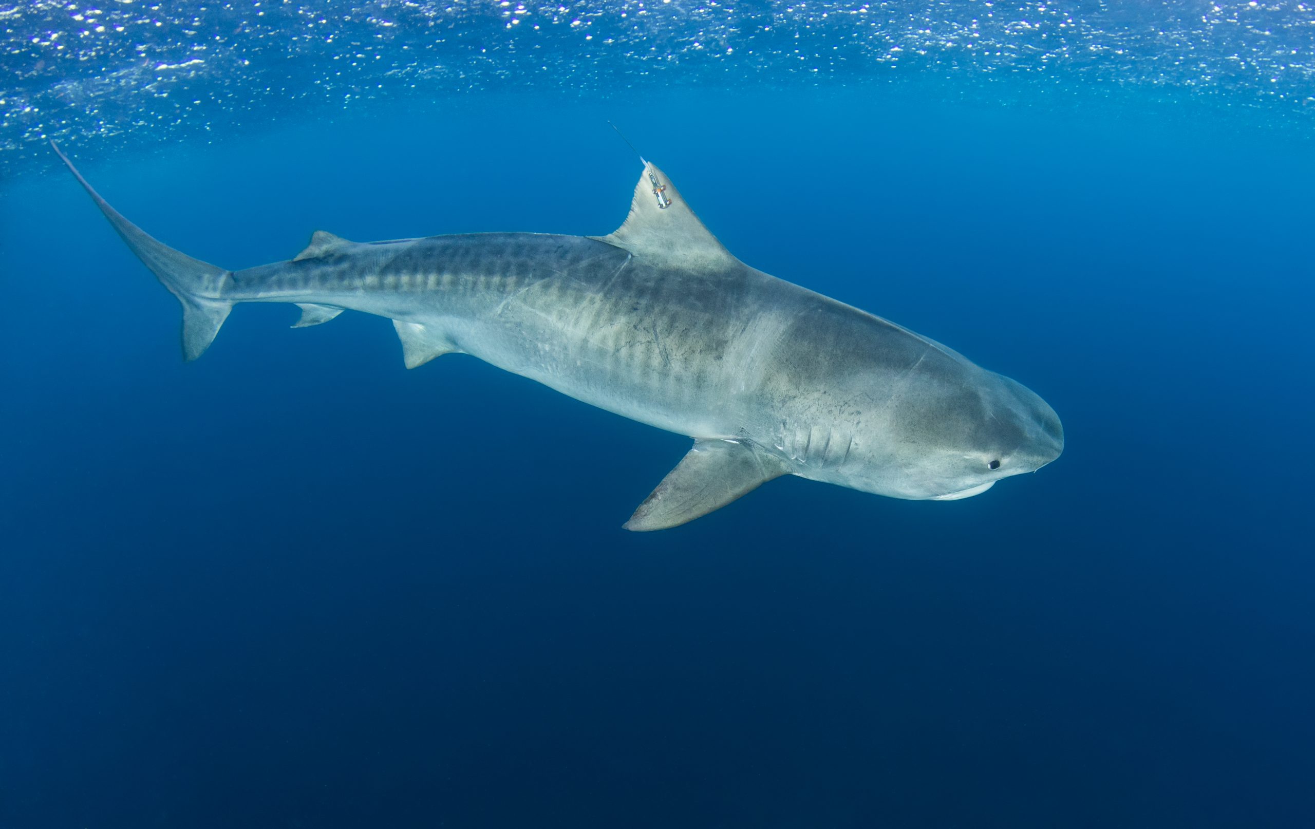 Tiger Shark Wallpapers