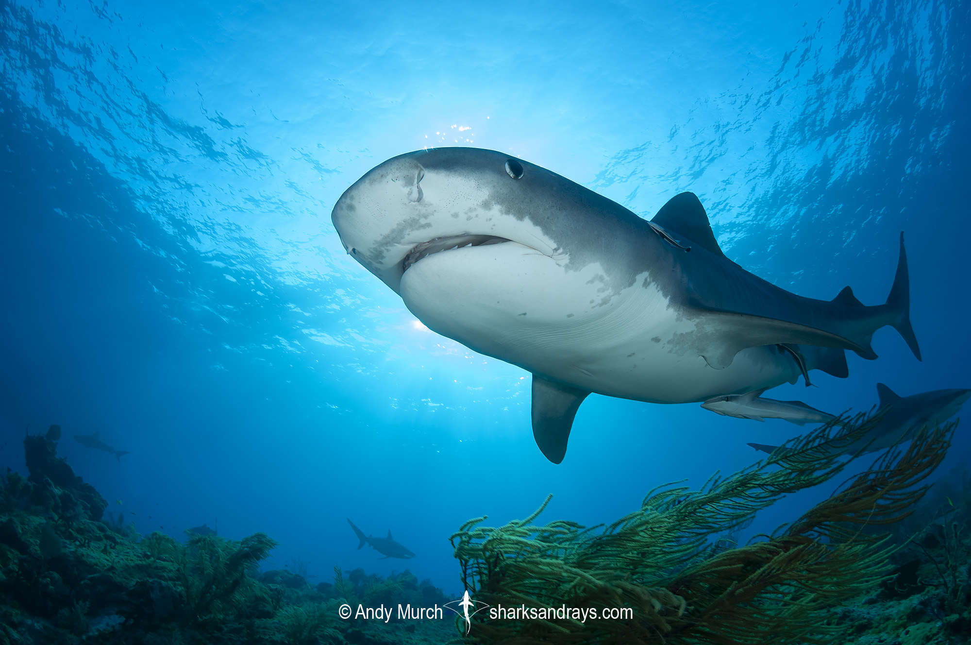 Tiger Shark Wallpapers