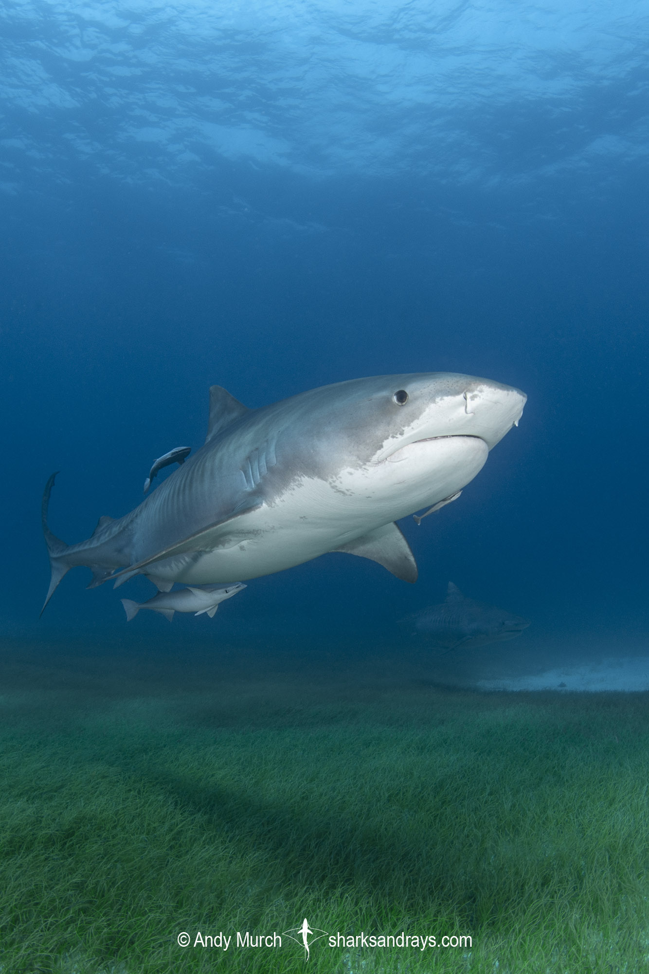 Tiger Shark Wallpapers