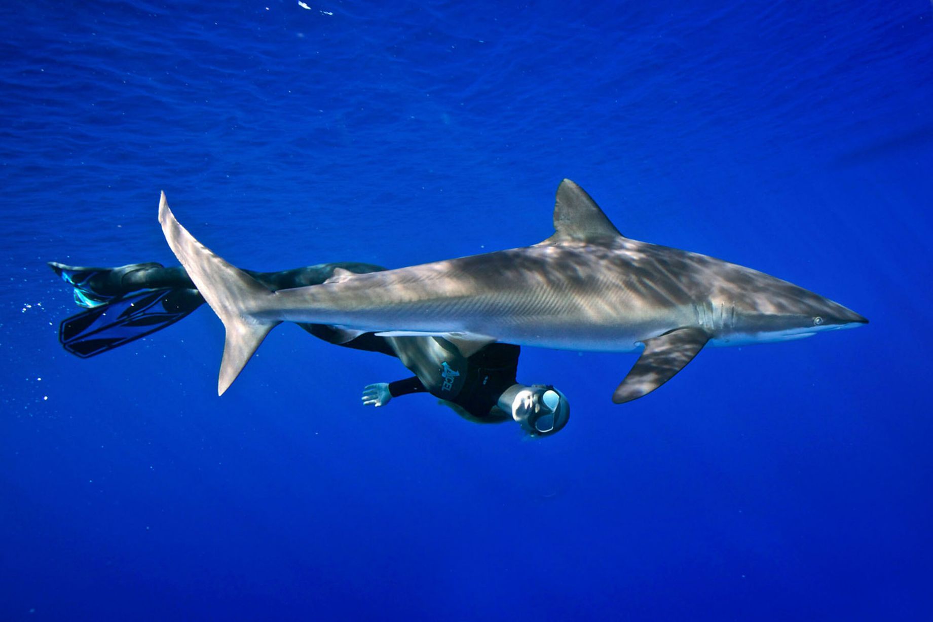 Tiger Shark Wallpapers