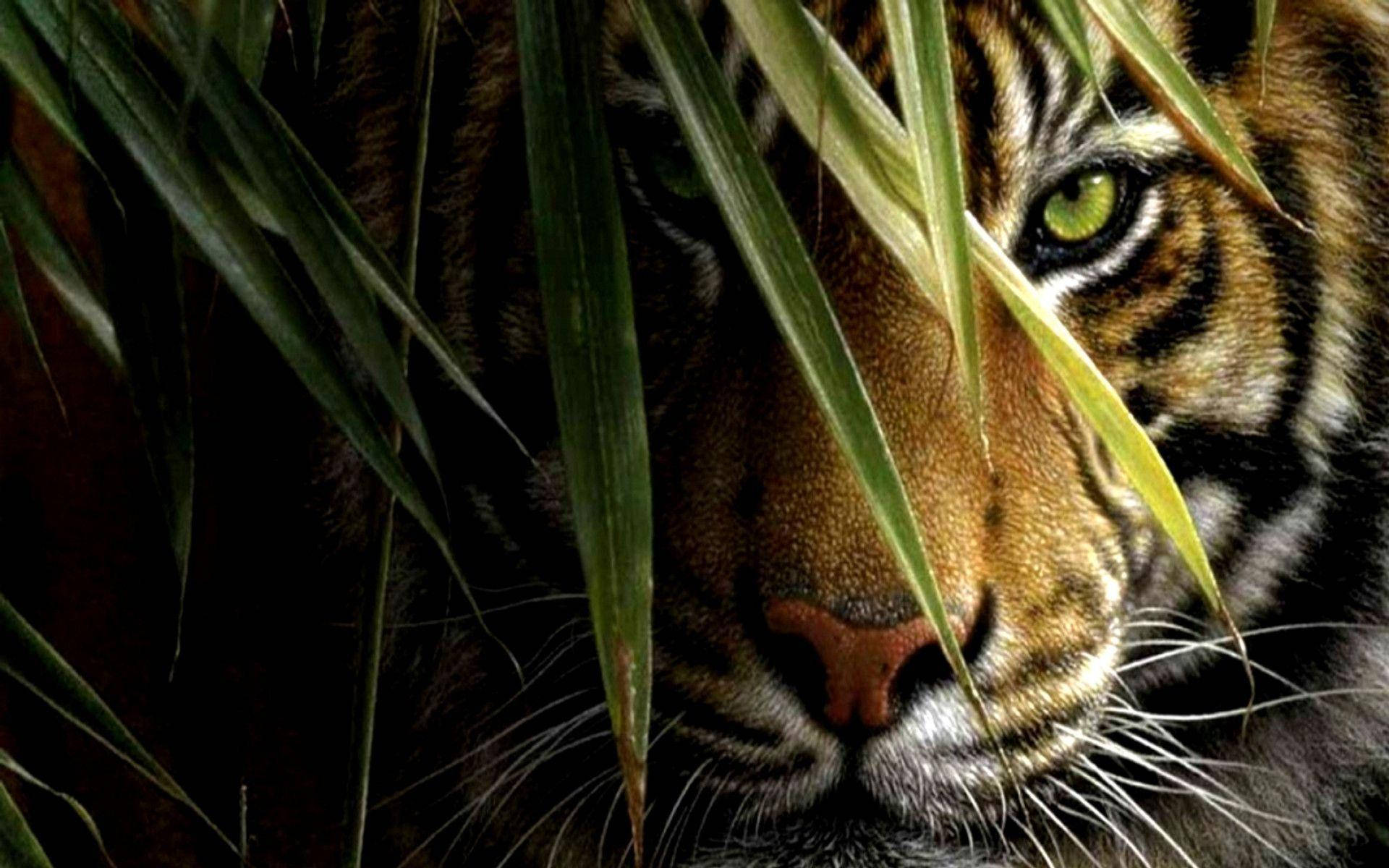 Tiger Free Wallpapers