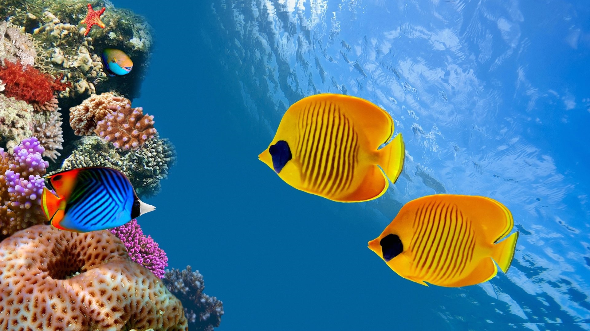 Tropical Fish Wallpapers