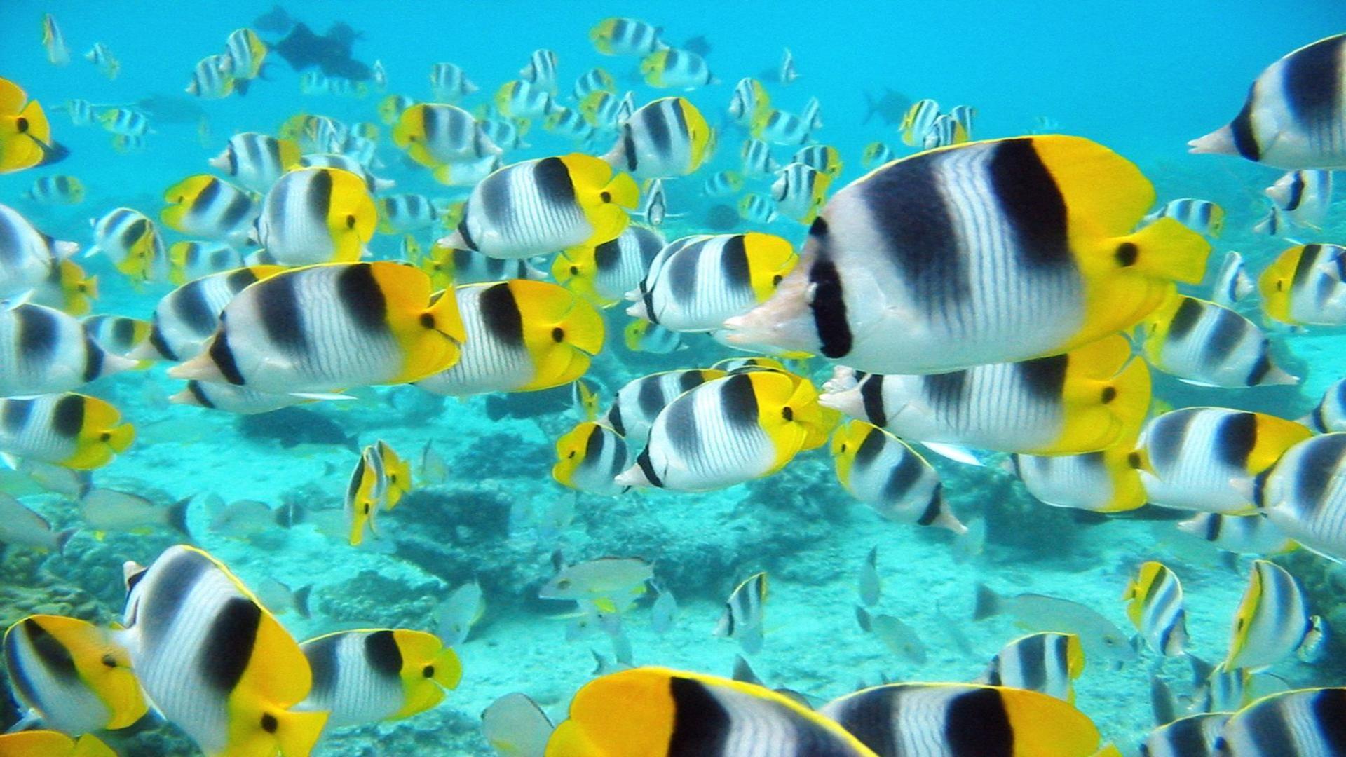 Tropical Fish Wallpapers