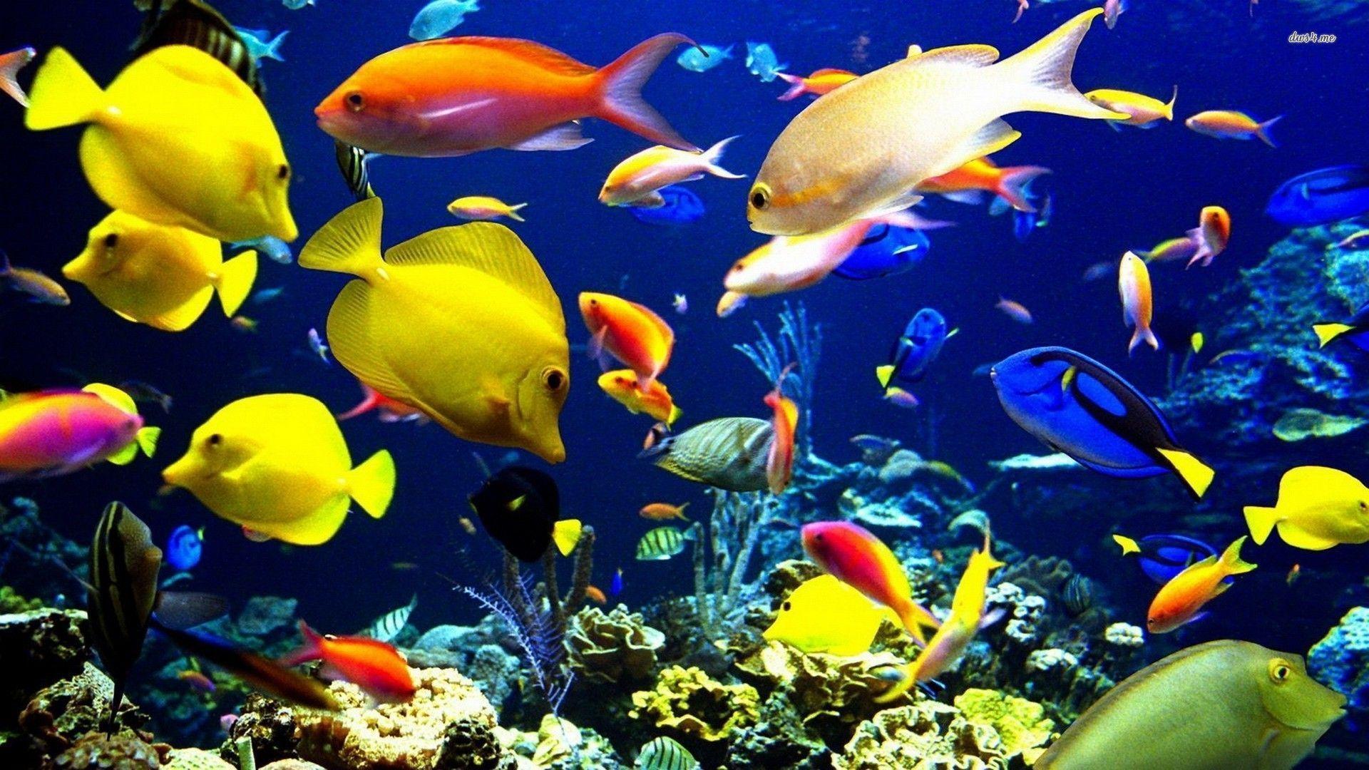 Tropical Fishes Wallpapers