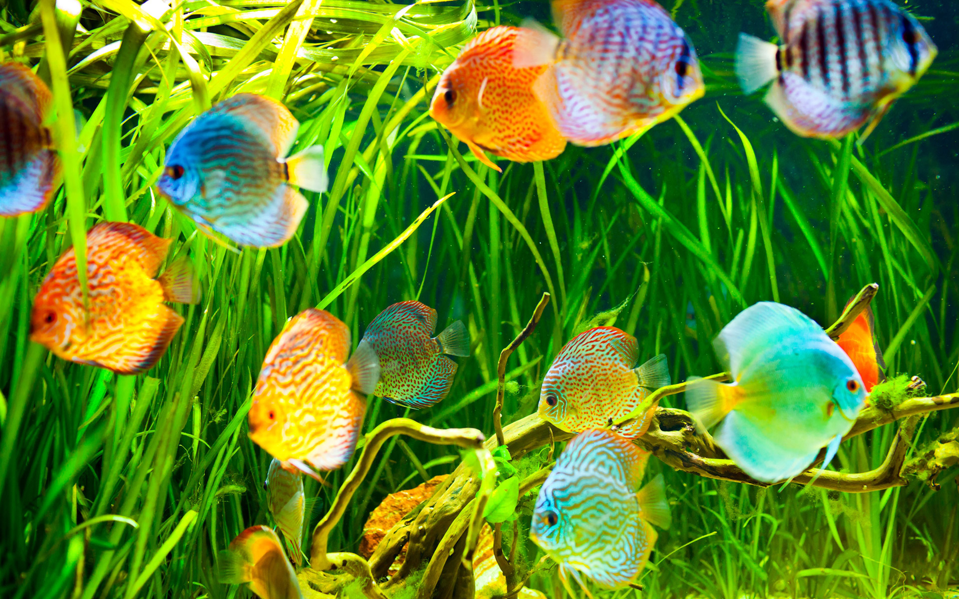 Tropical Fishes Wallpapers