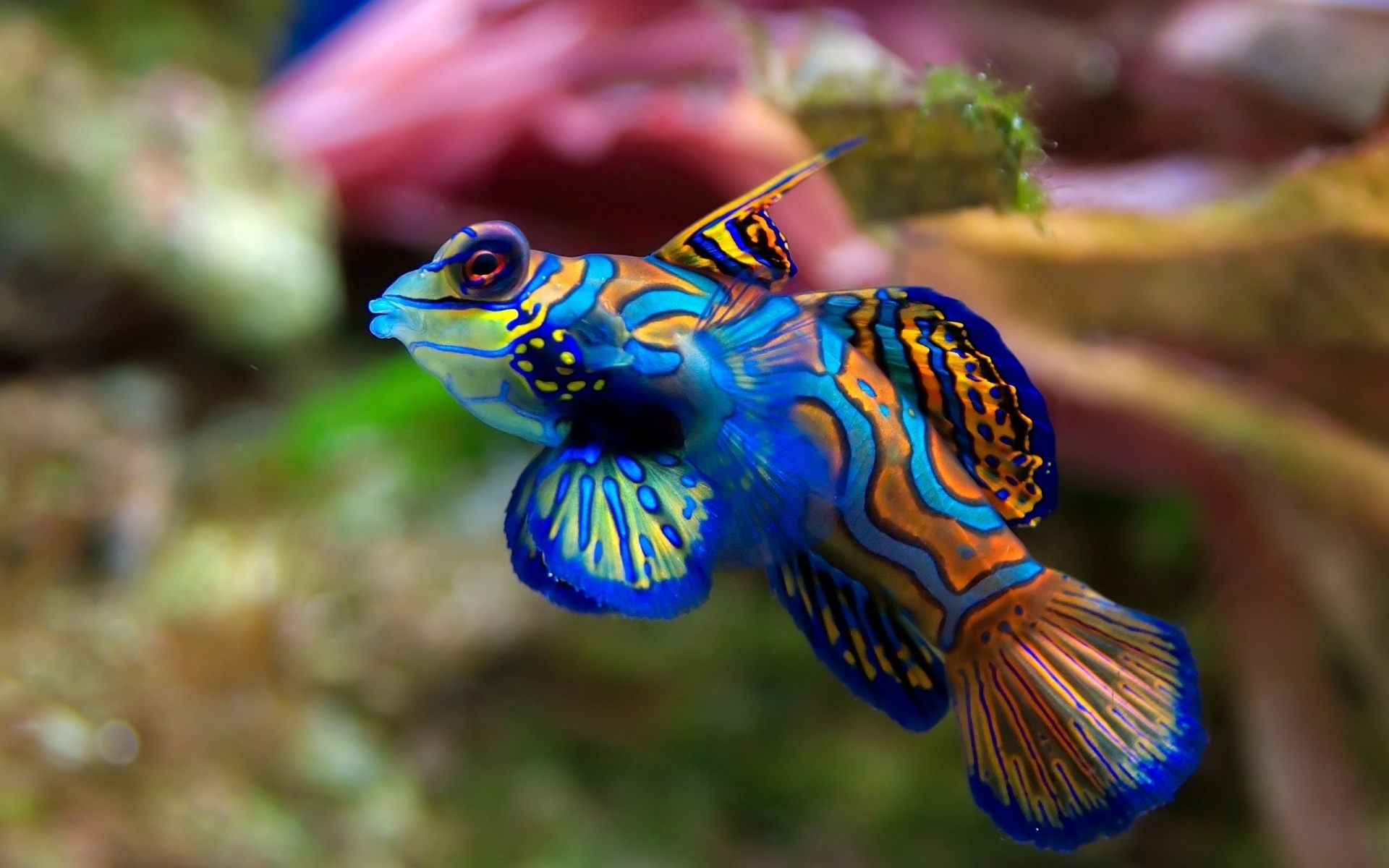 Tropical Fishes Wallpapers