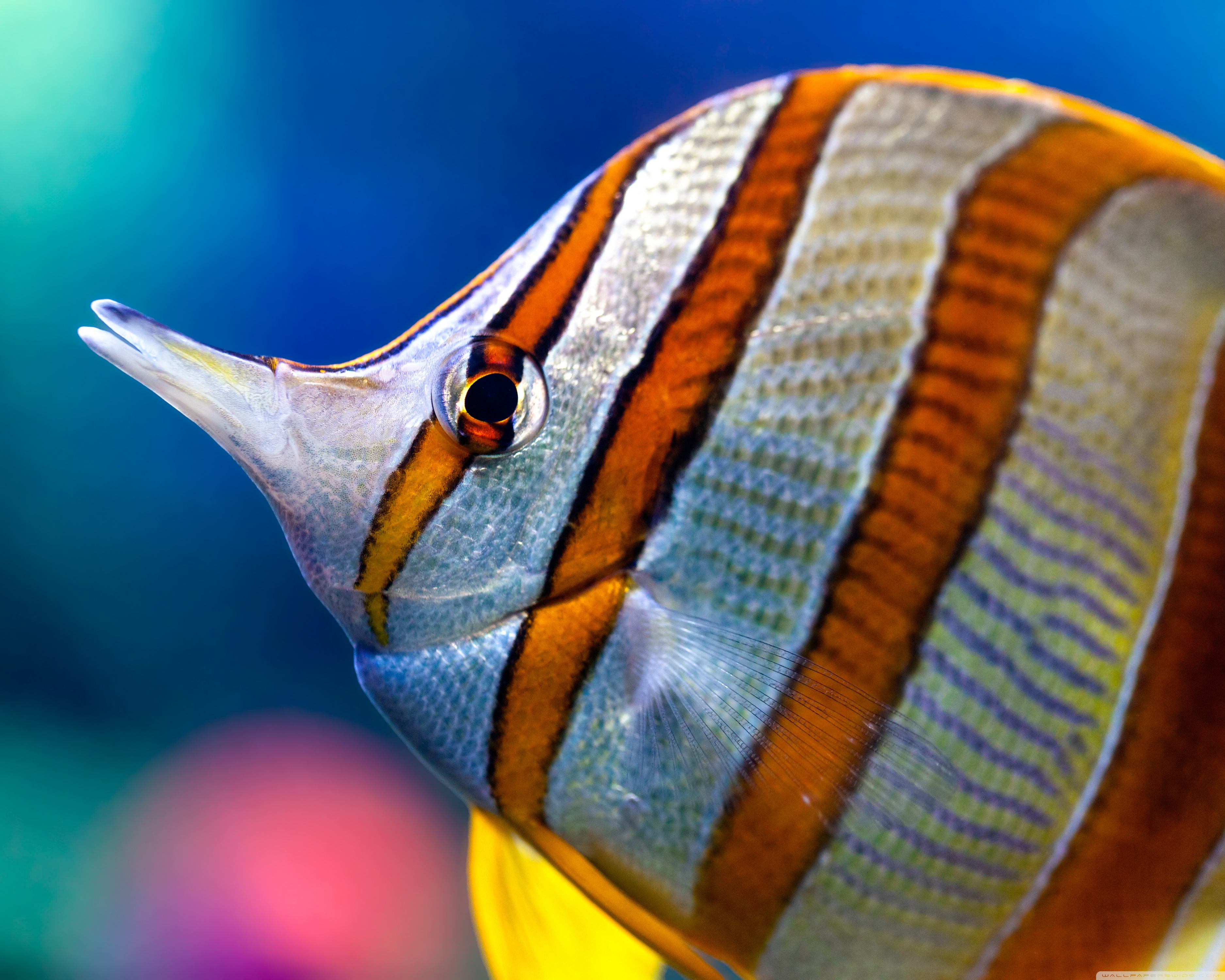 Tropical Fishes Wallpapers