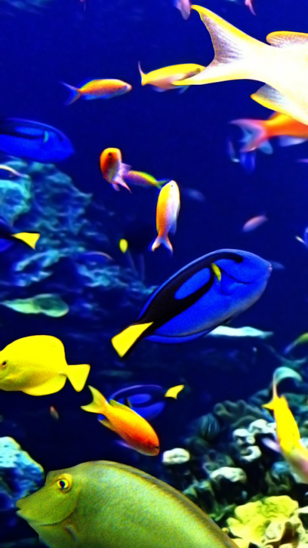 Tropical Fishes Wallpapers