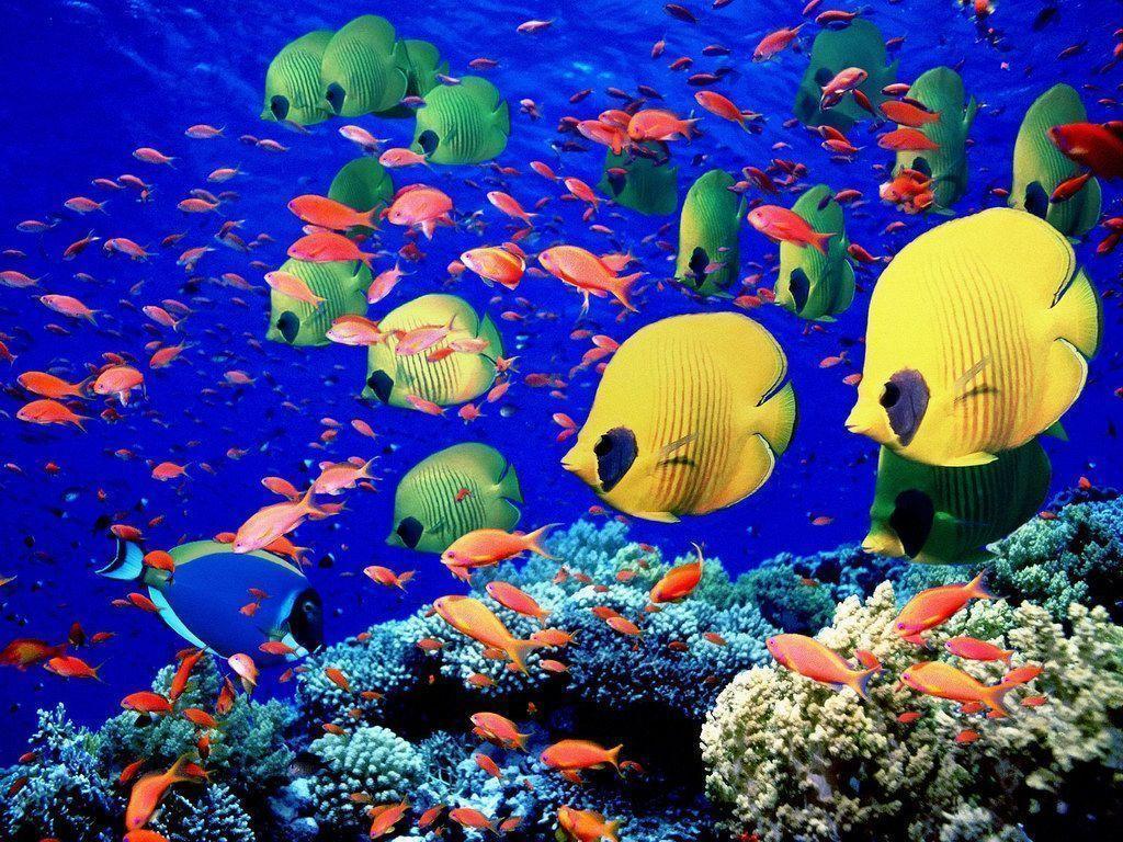 Tropical Fishes Wallpapers