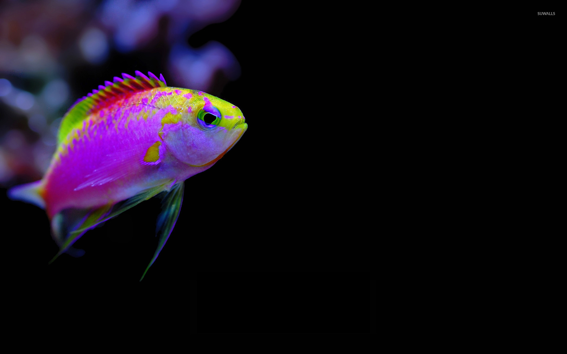 Tropical Fishes Wallpapers