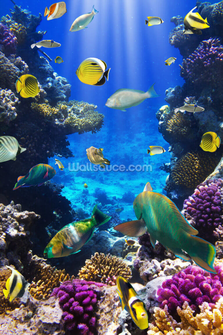 Tropical Fishes Wallpapers