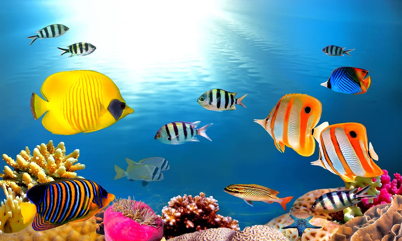 Tropical Fishes Wallpapers