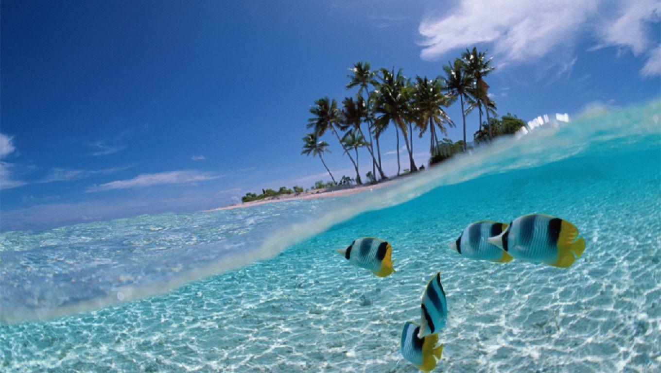 Tropical Fishes Wallpapers