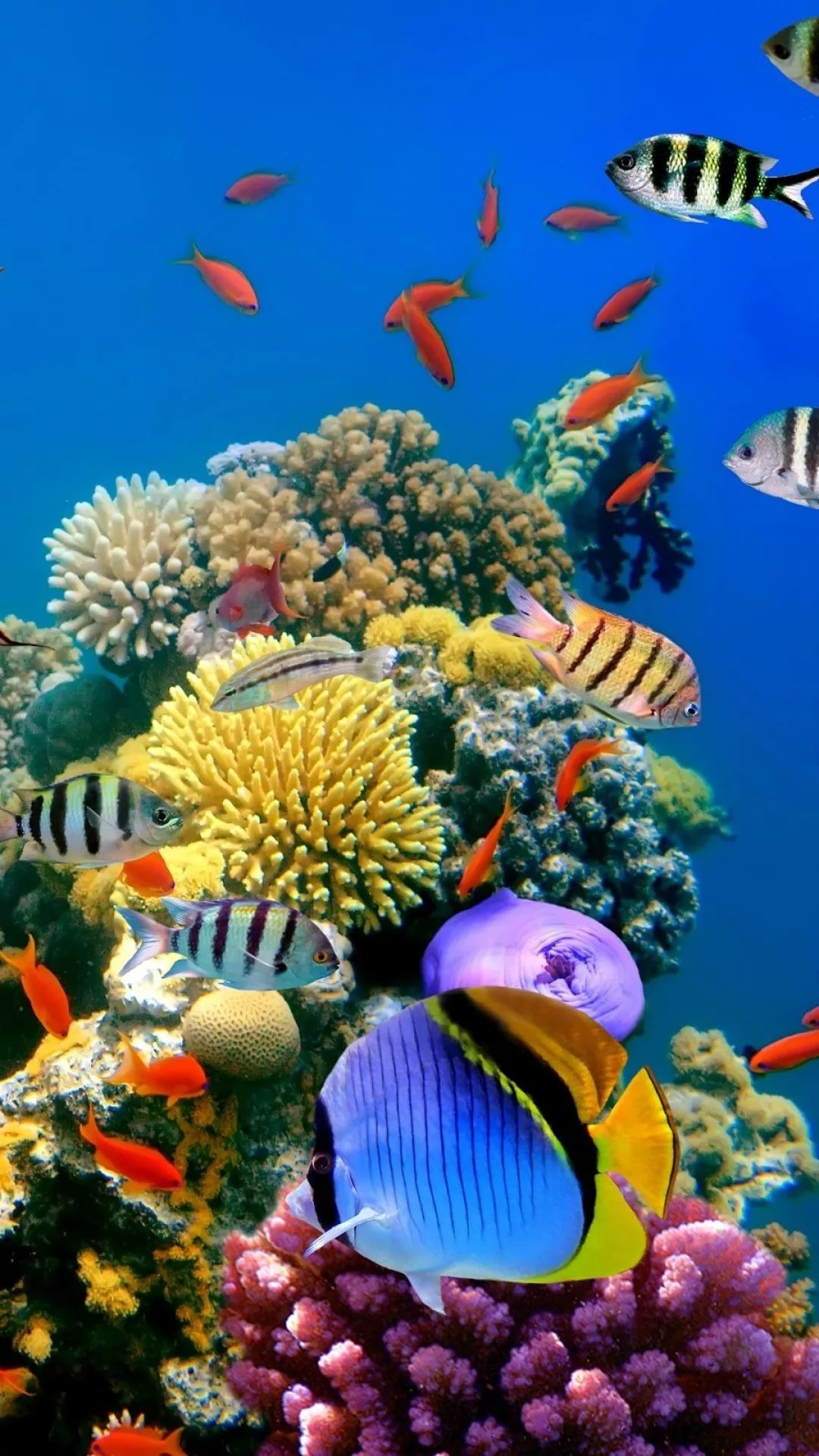 Tropical Fishes Wallpapers