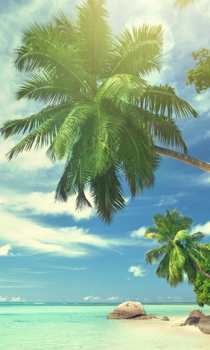 Tropical Iphone Wallpapers