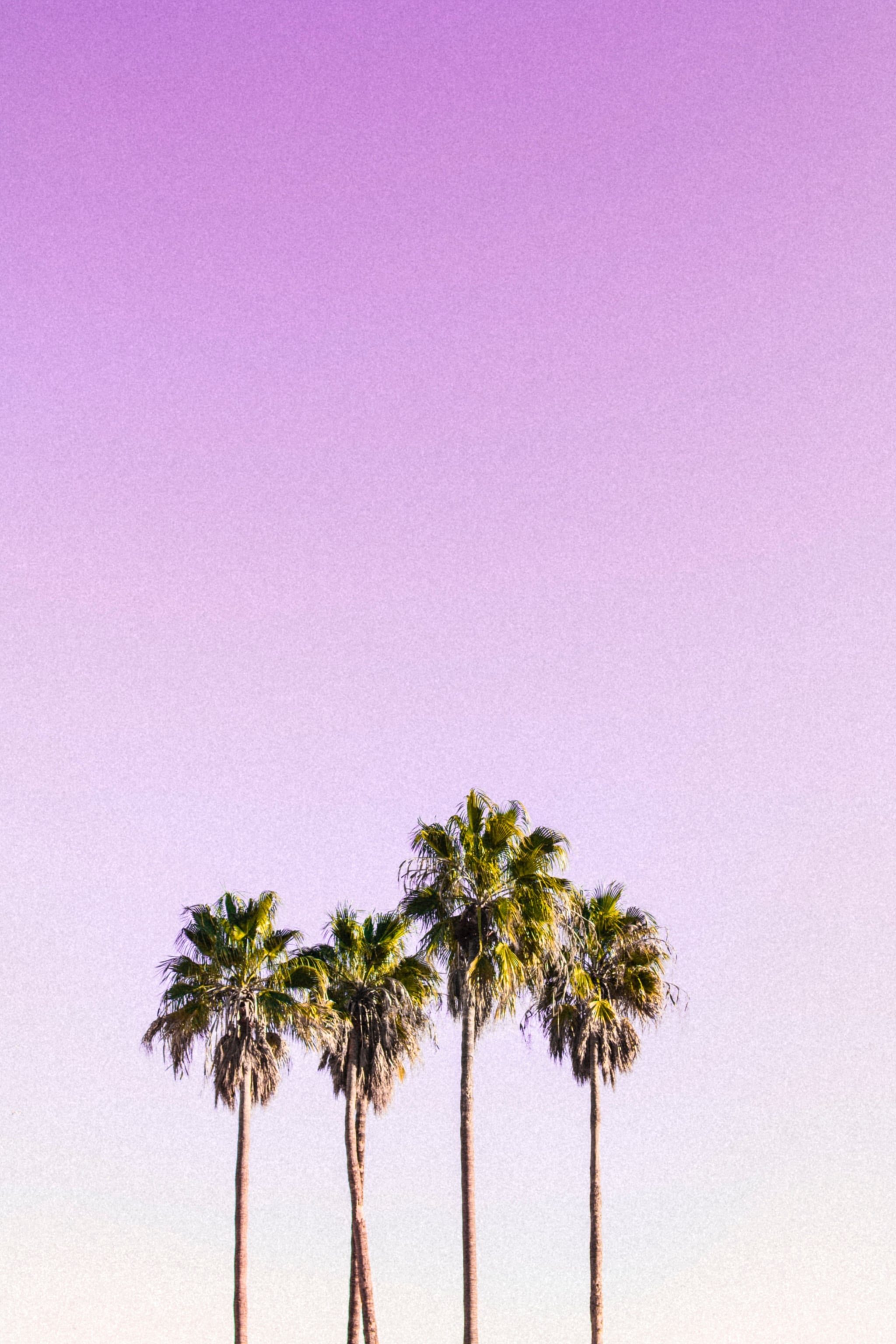 Tropical Iphone Wallpapers